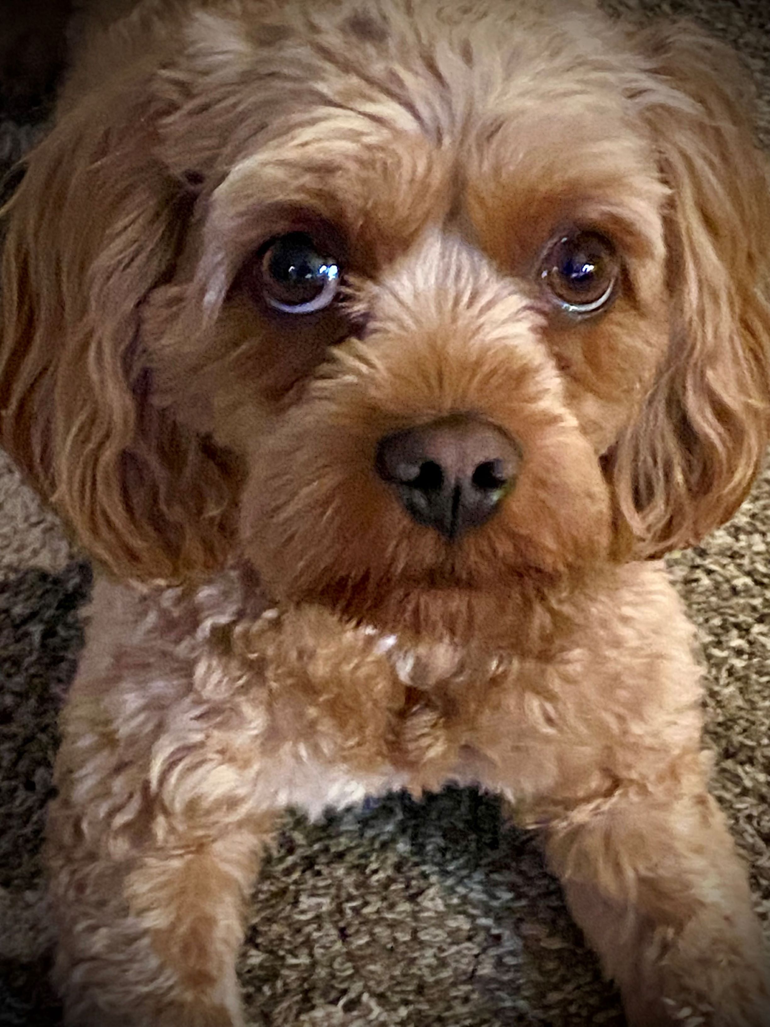 Lexi