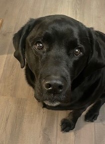 Odin