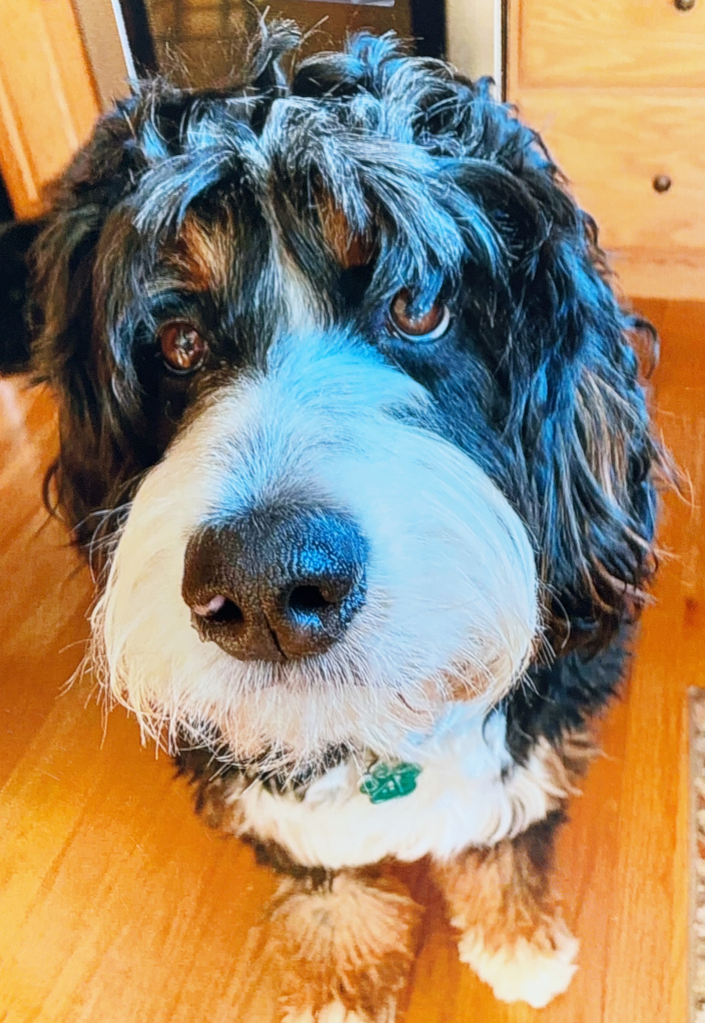 Paisley