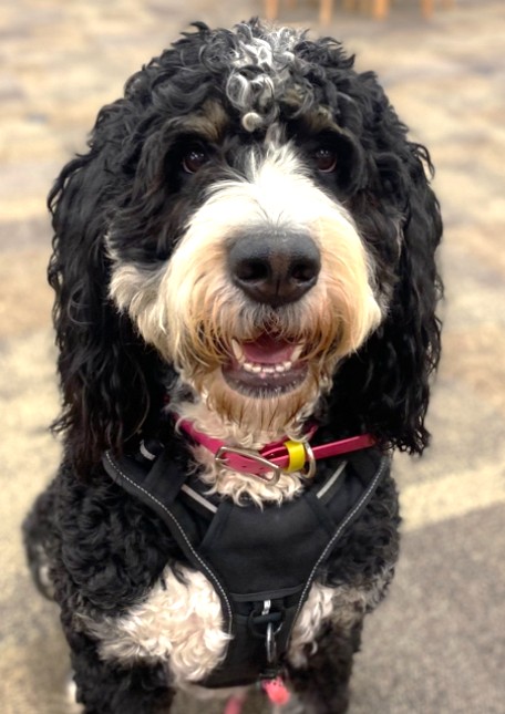 Ripley