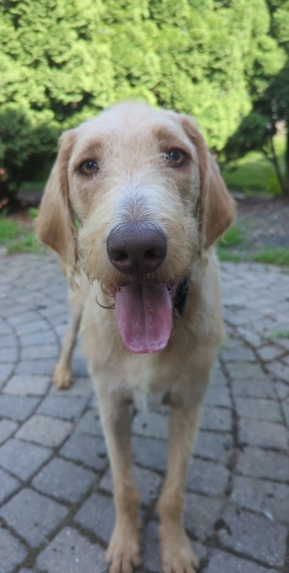 Vinnie