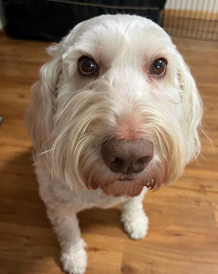Watson