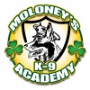 Moloney Patch