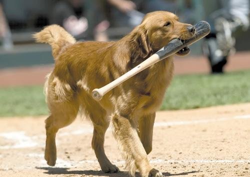 bark-at-the-park.jpg